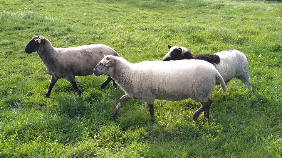 Tre får som springer i gräset.